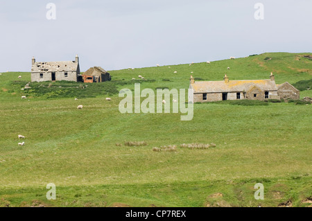 Zerstörten Crofts auf der Insel Stroma, Caithness, Schottland. Stockfoto