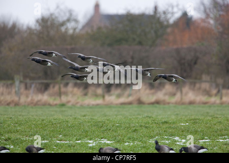 Russisch oder dunkel-bellied Brent (Branta bernicla b). Strang ins Land kommen. Stockfoto