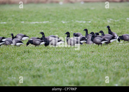 Russische oder dunkel-bellied Brent (B. Branta Bernicla). Überwinternde Herde auf Herbst gesäte Getreide Feld absetzen. Waxham, Norfolk. Stockfoto