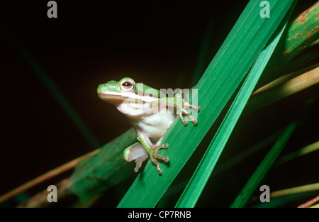 Amerikanischen grünen Laubfrosch (Hyla Cinerea: Hylidae), Georgia USA Stockfoto