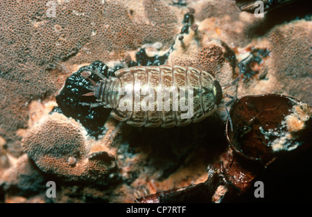 Gemeinsamen gestreiften Assel (Philoscia Muscorum: Halophilosciidae) im Wald UK Stockfoto