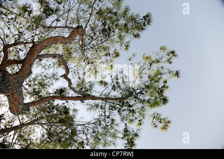 Baum mit Kiefer Kegel SIDE Türkei 15. April 2012 Stockfoto