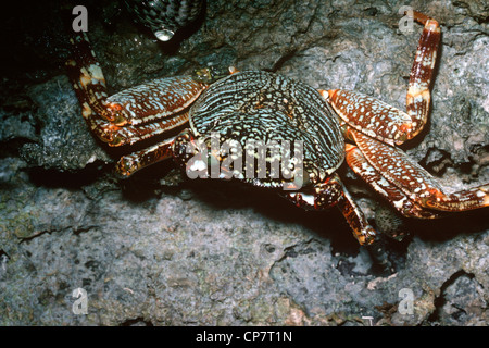 Sally lightfoot Krabben, fleckige Shore Crab (Grapsus Grapsus: Grapsidae), jung, Kenia Stockfoto