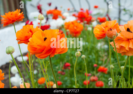 In der ummauerten Garten Norton Conyers, Ripon, Nordyorkshire Stockfoto