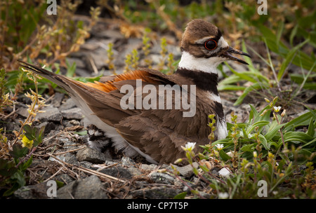 Schuss des Killdeer Vogel bei Verschachtelung Zeit sitzen hautnah mit Küken und Eiern im Nest Stockfoto