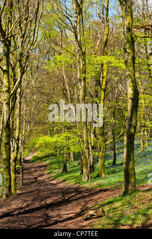 Frühling-Wälder im Mai mit Glockenblumen und Buche Stockfoto