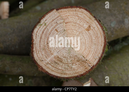 Gemeine Fichte (Picea Abies). Querschnitt des vor kurzem gesägter Stamm. Jahrringe zeigen. Stockfoto