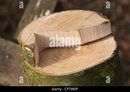 Esche (Fraxinus Excelsior). Gesägte Querschnitt kürzlich gefällte junger Baum. Beachten Sie die Jahresringe. Stockfoto