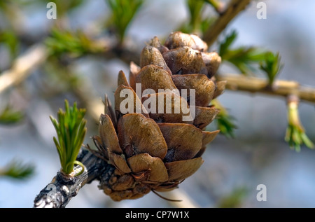 Alpine Lärchen Knospen; (Larix dicdua) Nahaufnahme Stockfoto
