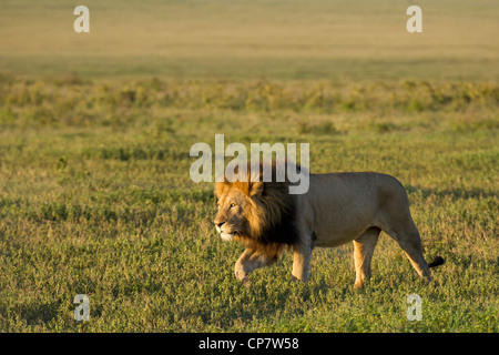 Männlicher Löwe in der Ngorongoro Krater, Tansania Stockfoto