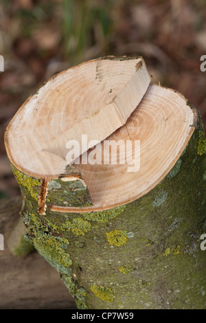 Esche (Fraxinus Excelsior). Gesägte Querschnitt kürzlich gefällte junger Baum. Hinweis Jahresringe; 15? Stockfoto