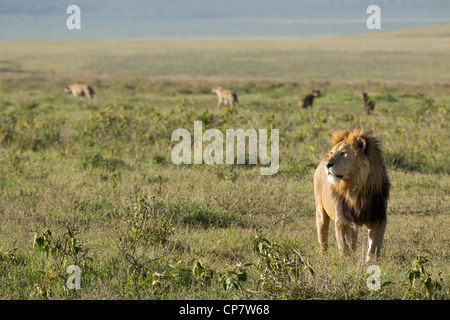 Männlicher Löwe in der Ngorongoro Krater, Tansania Stockfoto