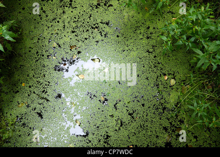 Teich bedeckt in Polen mit Laub und Wasservegetation Stockfoto