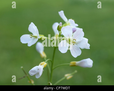 Kuckuck Blume gestülpt Kittel / Cardamine Pratensis / Wiesenschaumkraut Stockfoto