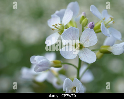 Kuckuck Blume gestülpt Kittel / Cardamine Pratensis / Wiesenschaumkraut Stockfoto