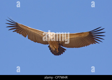White backed Vulture (abgeschottet Africanus) während des Fluges in Südafrika Stockfoto