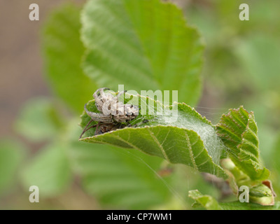 Eiche Spinne / Aculepeira Ceropegia / Eichblatt-Radnetzspinne Stockfoto