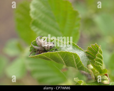 Eiche Spinne / Aculepeira Ceropegia / Eichblatt-Radnetzspinne Stockfoto