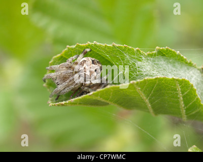 Eiche Spinne / Aculepeira Ceropegia / Eichblatt-Radnetzspinne Stockfoto