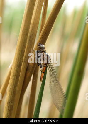 Exuviae aus einer Libelle / Exuvie Einer Libelle Stockfoto