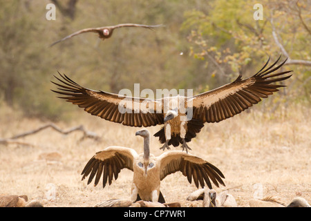 White backed Vulture (abgeschottet Africanus) während des Fluges in Südafrika Stockfoto
