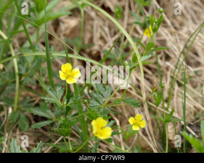 gemeinsamen Blutwurz / Potentilla Erecta / Blutwurz Stockfoto