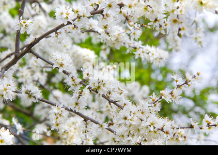 Kleinen weißen Blüten auf Blackthorn, Schlehe oder Prunus Spinoza Zweigen im zeitigen Frühjahr Stockfoto