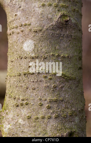 Stechpalme (Ilex Aquifolium). Stamm mit umlaufenden geheilt Narben der  Buntspecht Rechnung. (Groe Debdrocorpus Stockfotografie - Alamy