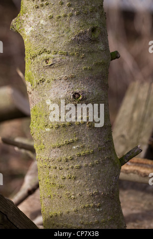 Stechpalme (Ilex Aquifolium). Stamm mit umlaufenden geheilt Narben der  Buntspecht Rechnung. (Groe Debdrocorpus Stockfotografie - Alamy