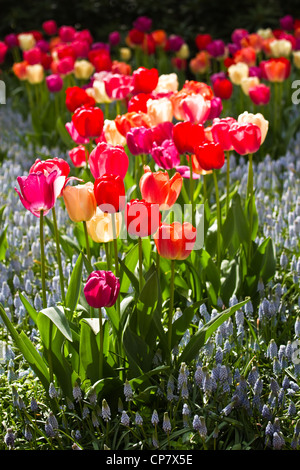 Bunte Tulpen und hellblau gemeinsame Traubenhyazinthen im Frühjahr Stockfoto