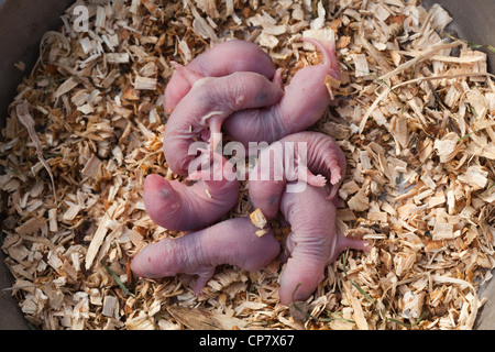 Braune Ratten (Rattus norvegicus). Stunden alt Geschwister Welpen oder Babys. Stockfoto