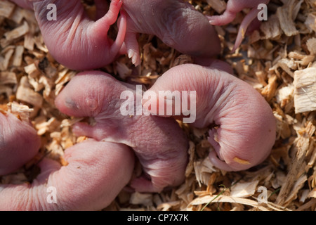 Braune Ratten (Rattus norvegicus). Stunden alt Welpen oder Babys. Blind. Stockfoto