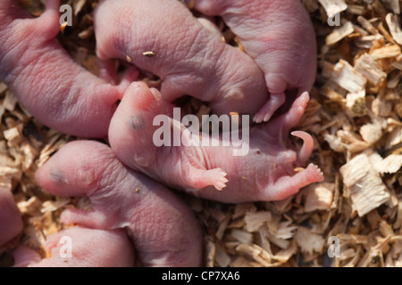 Braune Ratten (Rattus norvegicus). Stunden alt Welpen oder Babys. Blind. Stockfoto