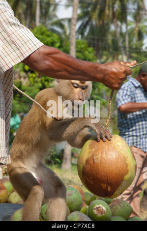 Thailand, Insel Ko Samui (aka Koh Samui). Coconut Plantation, ausgebildete macaque Affen. Stockfoto
