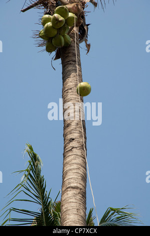 Thailand, Insel Ko Samui (aka Koh Samui). Coconut Plantation, ausgebildete macaque Affen. Stockfoto