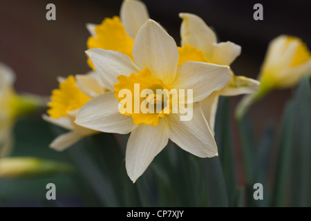 Narzisse (Narcissus Pseudonarcissus). Blütenköpfchen. Wildform. Norfolk. Stockfoto