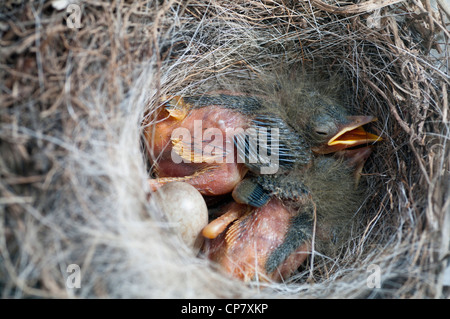 Graue Bachstelze Nest. Endemische Vogel von den Azoren-Inseln Stockfoto