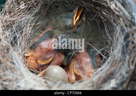 Graue Bachstelze Nest. Endemische Vogel von den Azoren-Inseln Stockfoto