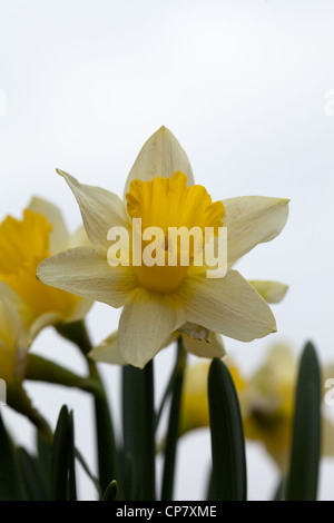 Narzisse (Narcissus Pseudonarcissus). Blütenkopf. Wildform. Norfolk. Stockfoto