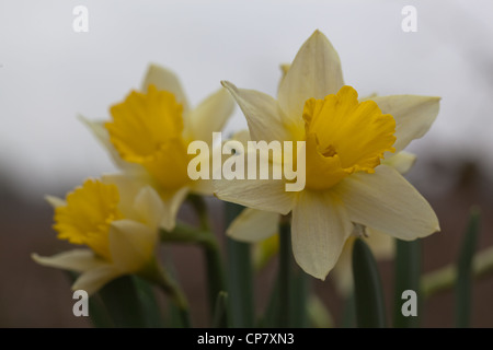 Narzisse (Narcissus Pseudonarcissus). Blütenköpfchen. Wildform. Norfolk. Stockfoto