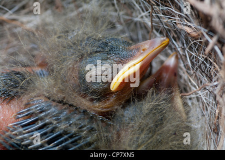 Graue Bachstelze Nest. Endemische Vogel von den Azoren-Inseln Stockfoto