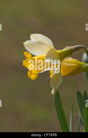 Narzisse (Narcissus Pseudonarcissus). Blütenkopf. Wildform. Norfolk. Stockfoto