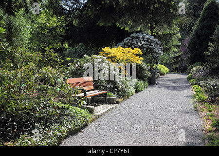Bank unter einem blühenden Azaleen und Rhododendren im Frühjahr Arboretum, Stockfoto