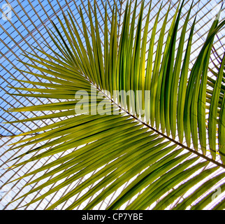 Eine Stroh-Palme wächst hoch in einem Glaspavillon. Stockfoto