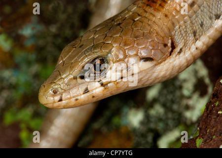 Madrean Alligator Eidechse Elgaria Kingii Nobilis Santa Catalina Mountains, Pima County, Arizona, Vereinigte Staaten von Amerika 16 Juli Stockfoto