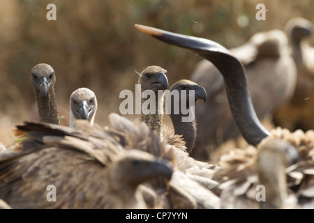 Weiß gesichert Geier (abgeschottet Africanus) versammelten sich auf dem Gelände des Kudu Kadaver im südafrikanischen Krüger-Park Stockfoto