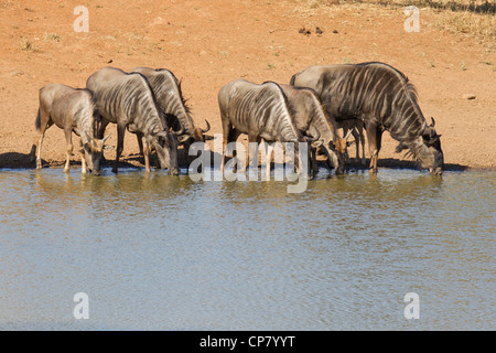 Eine Herde Gnus (Connochaetes Taurinus) Trinkwasser aus einer natürlichen Pfanne im südafrikanischen Krüger-Park Stockfoto