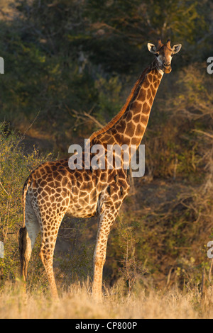 Südlichen Giraffe (Giraffa Plancius) im südafrikanischen Krüger-Park Stockfoto