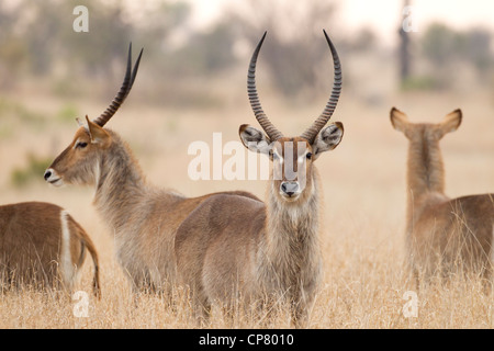 Männliche gemeinsame Wasserbock (Kobus Ellipsiprymnus) im südafrikanischen Krüger-Park Stockfoto