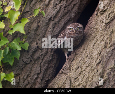 Steinkauz (Athene Noctua) thront außen Eingang der Bruthöhle Stockfoto
